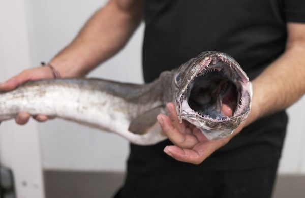 diferencias merluza pescadilla pijota