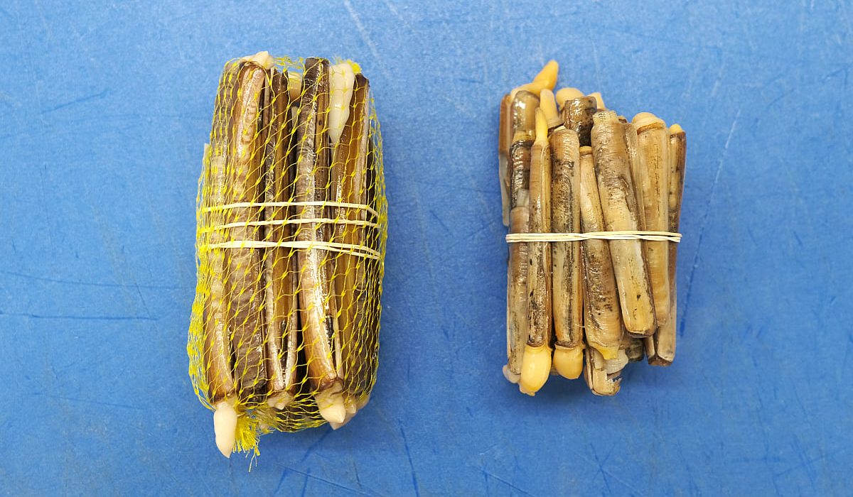 diferencias navaja longuerón