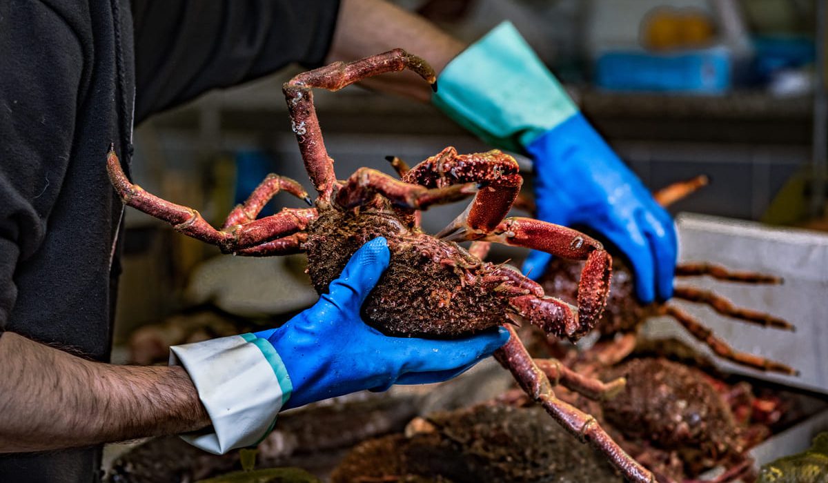 mejor marisco gallego