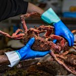 mejor marisco gallego