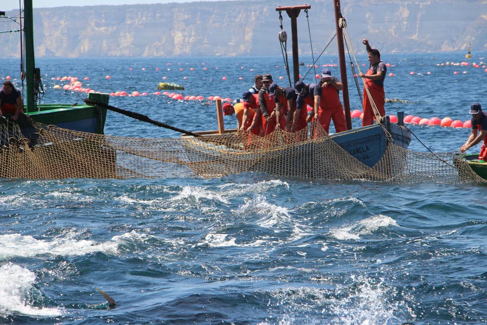 pesca atún almadraba