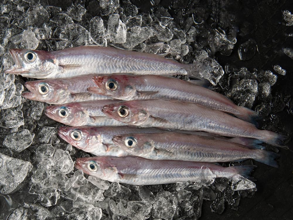 características bacaladilla