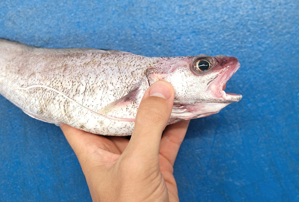 pescado fresco y sano