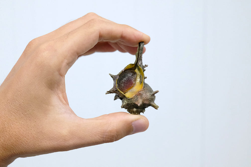 cocer caracoles de mar