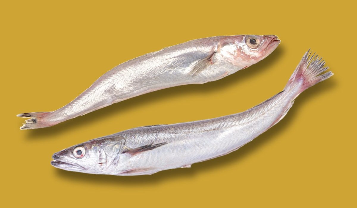 comparativa bacaladilla pescadilla