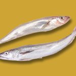 comparativa bacaladilla pescadilla