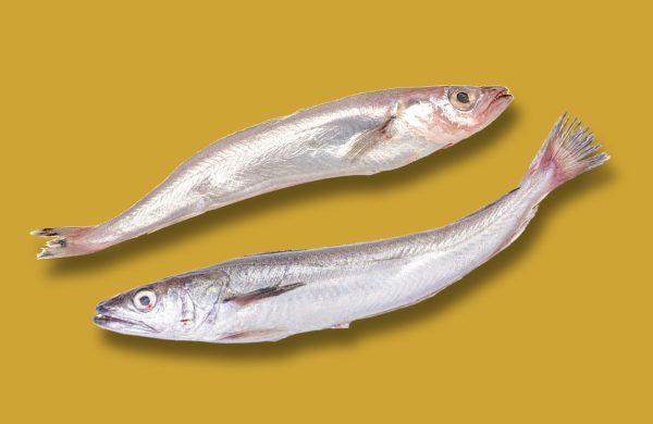 comparativa bacaladilla pescadilla