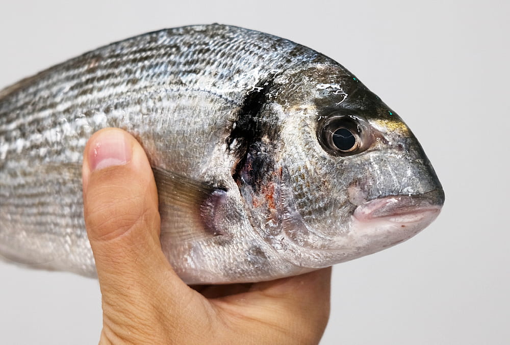 pescado blanco sano