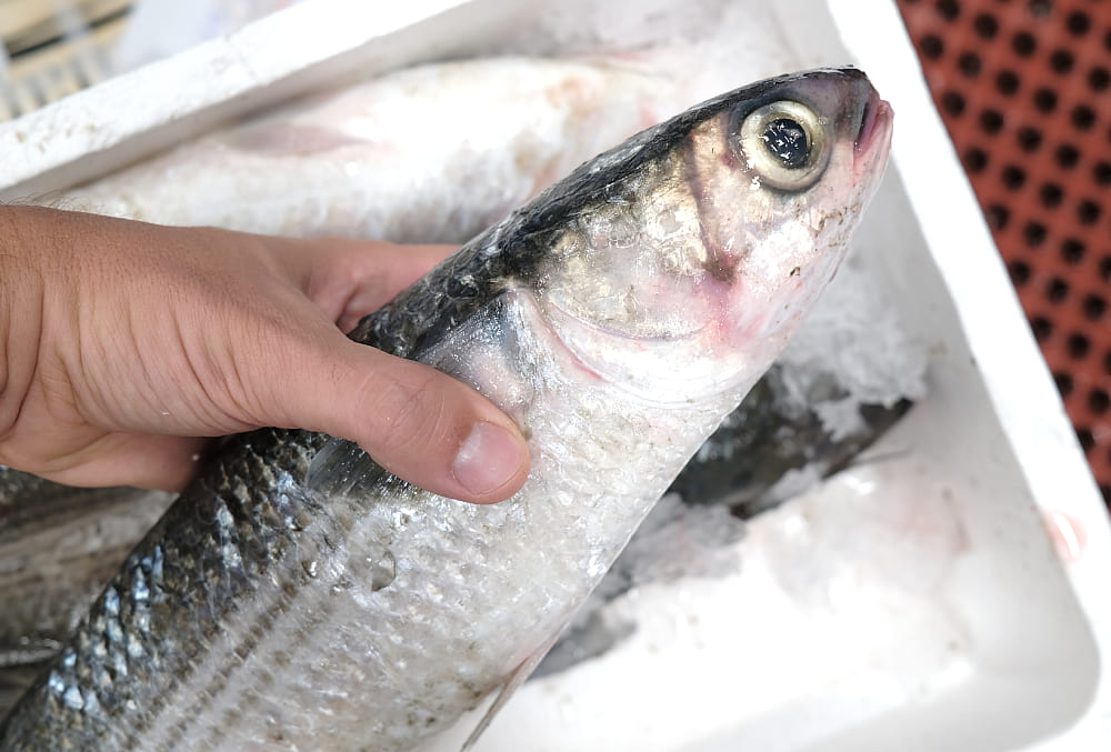 pescado económico y saludable