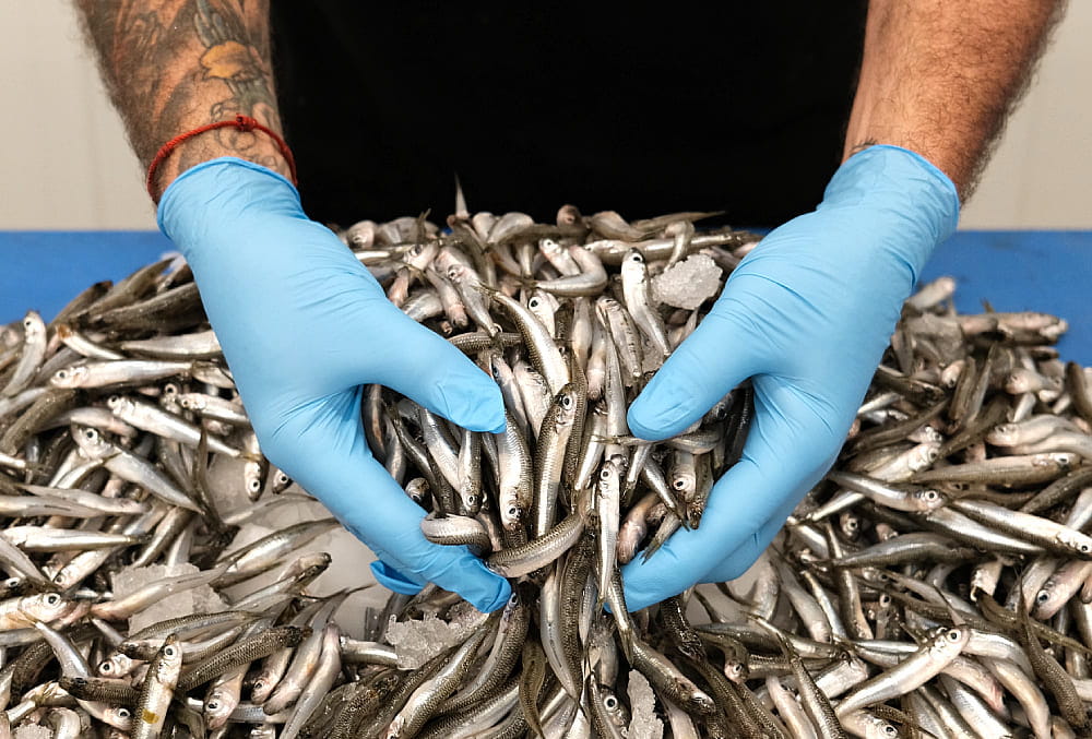 buen pescado para fritura