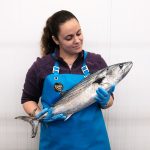 temporada del bonito