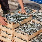 temporada de las sardinas