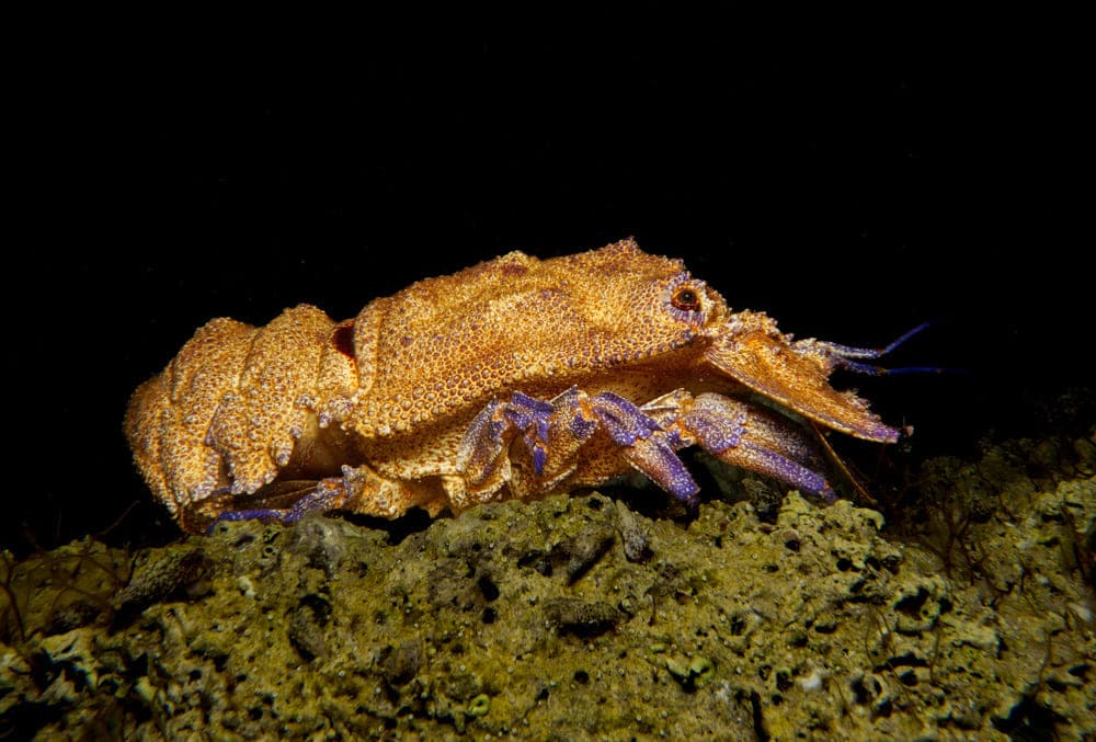 caracteristicas-cigarra-de-mar