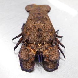 cigarra de mar precio