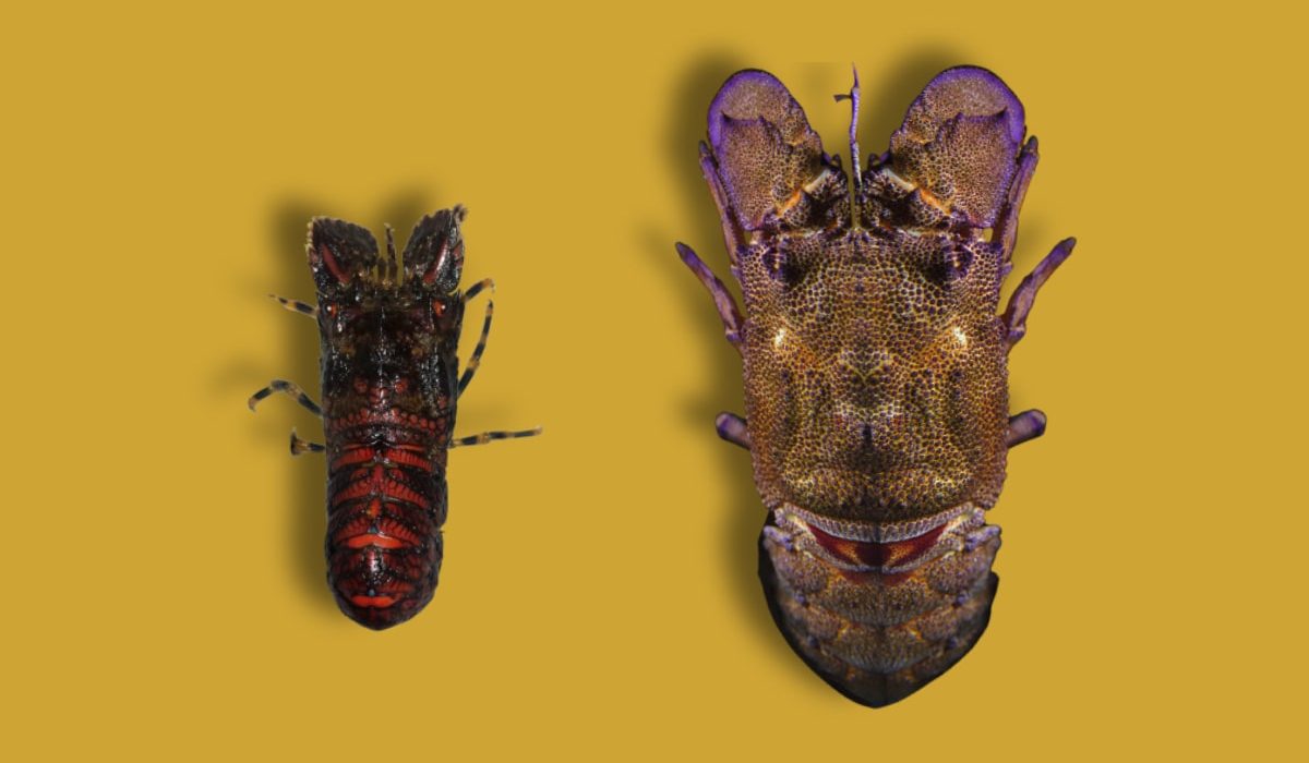 diferencias Santiaguiño y Cigala Real