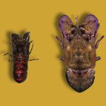 diferencias Santiaguiño y Cigala Real