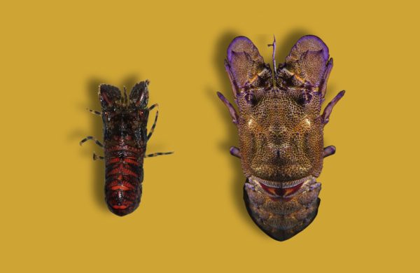 diferencias Santiaguiño y Cigala Real