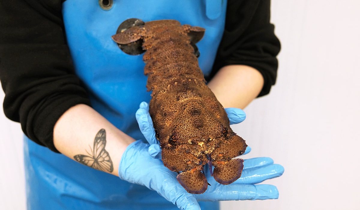 cómo cocinar cigala real