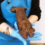 cómo cocinar cigala real