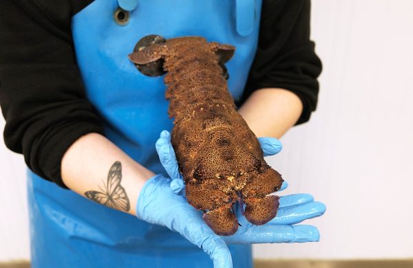 cómo cocinar cigala real