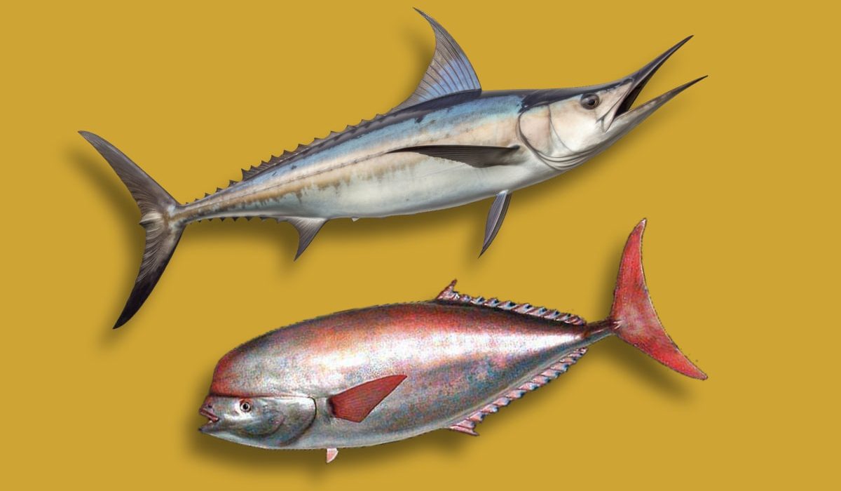 comparativa pez espada y emperador