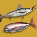 comparativa pez espada y emperador