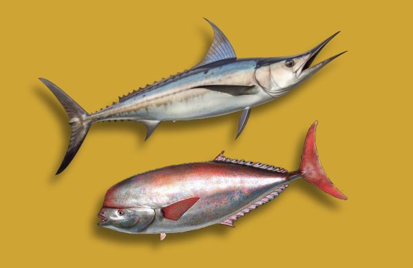 comparativa pez espada y emperador